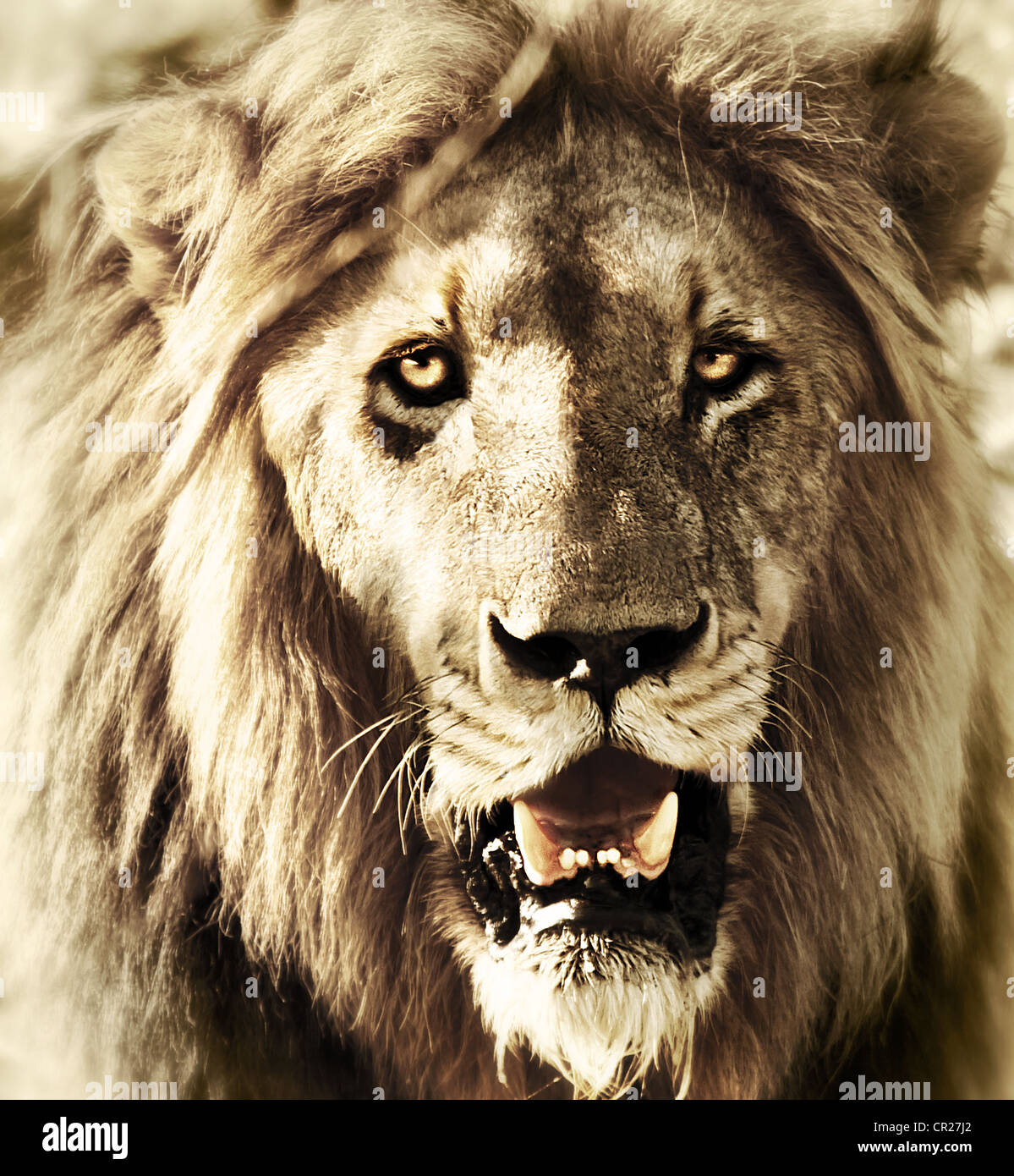 Lions Head, close-up face portrait lion, animal sauvage de la faune africaine en plein air, la photographie, cinq grands États, en safari safari Banque D'Images