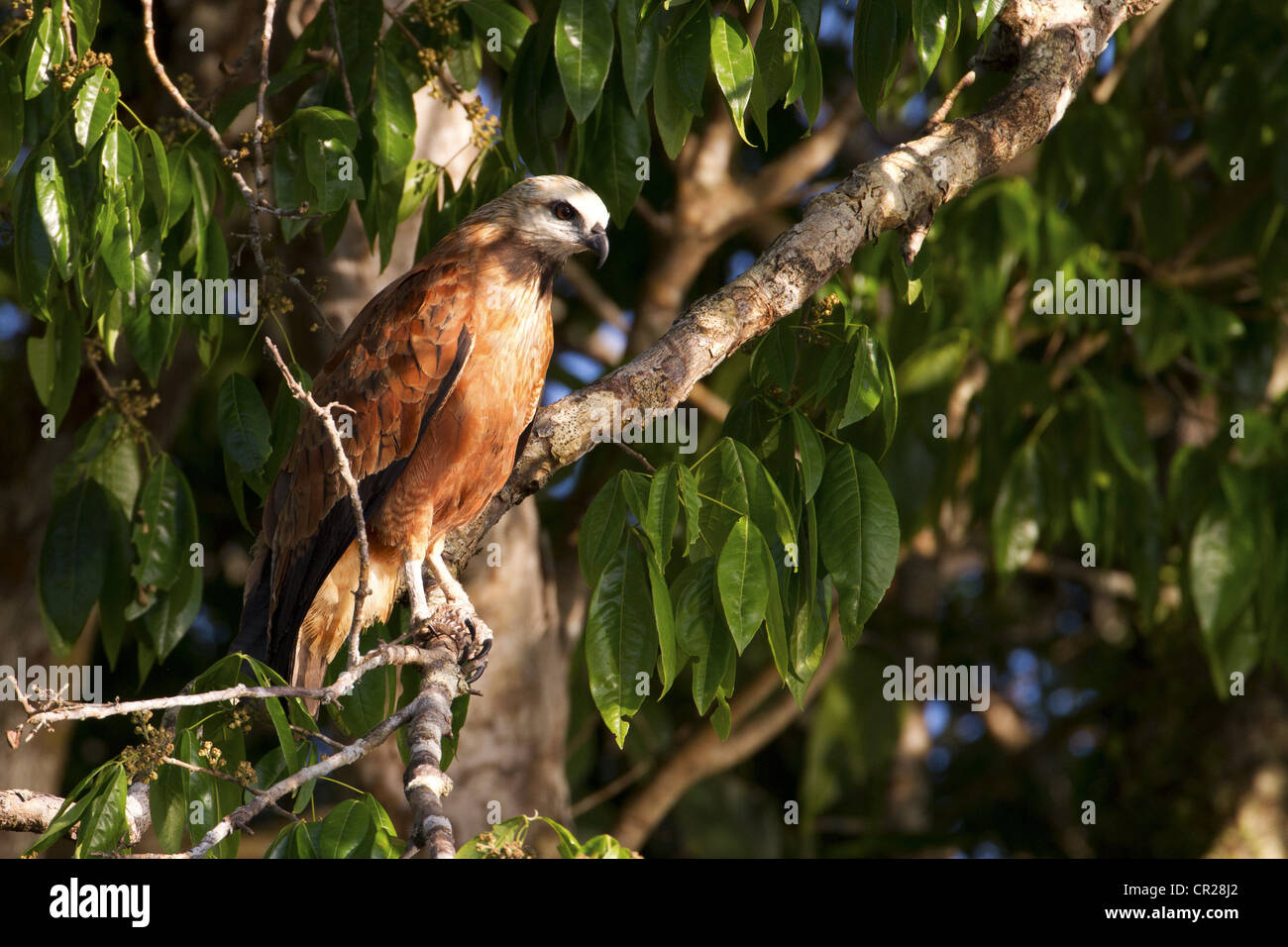 Un collier noir hawk perché dans un arbre dans le Pantanal, regardant attentivement sa proie Banque D'Images
