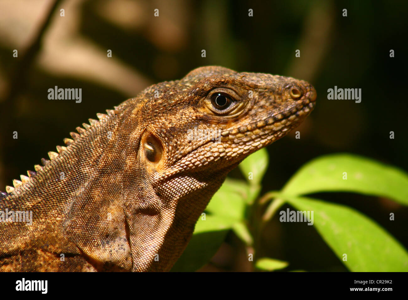 Iguane, parc Manuel Antonio, Costa Rica. Banque D'Images