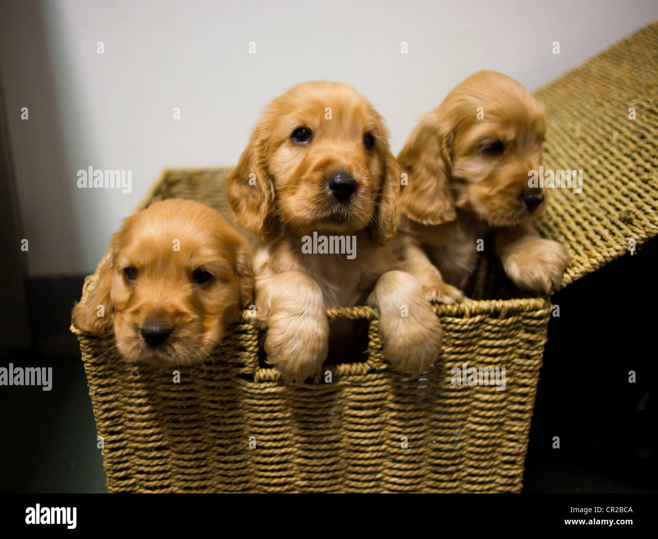 Cocker Anglais chiots dans panier en osier Banque D'Images