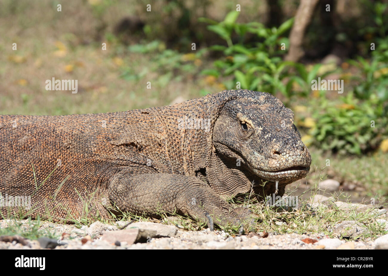 Bave de Komodo en Indonésie Banque D'Images