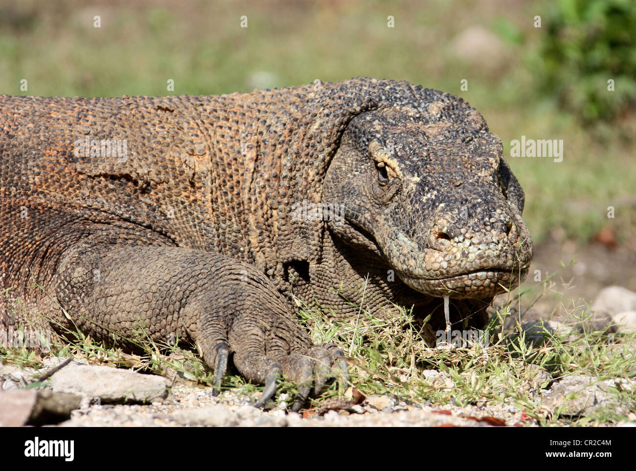 Bave de Komodo en Indonésie Banque D'Images
