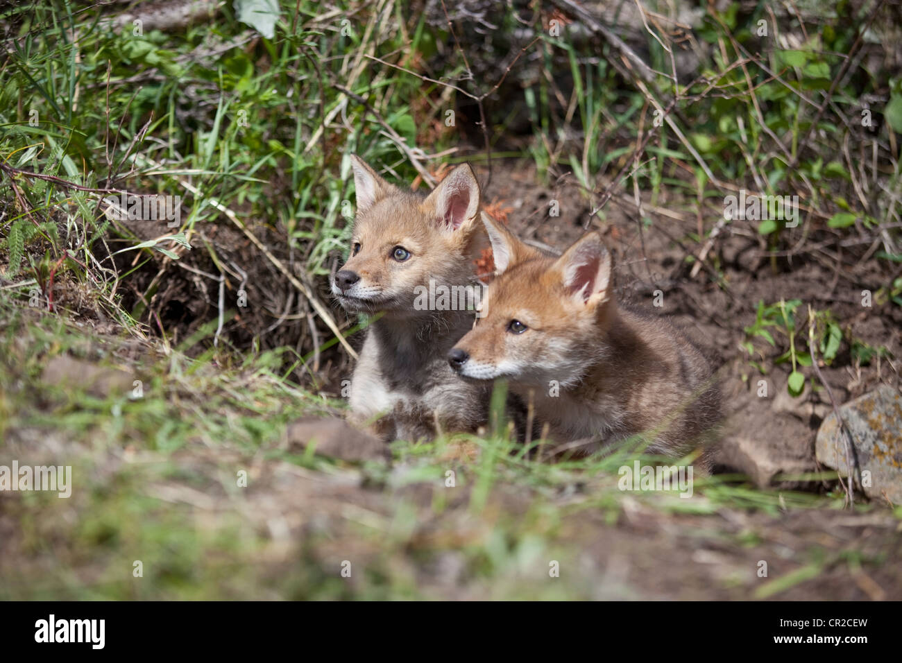 Deux chiots de Coyote Banque D'Images
