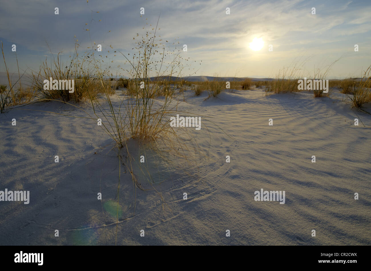 Ricegrass indien, (Oryzopsis hymenoides), poussant dans les dunes de gypse au White Sands National Monument, Otero, county, Nouveau Mexique. Banque D'Images