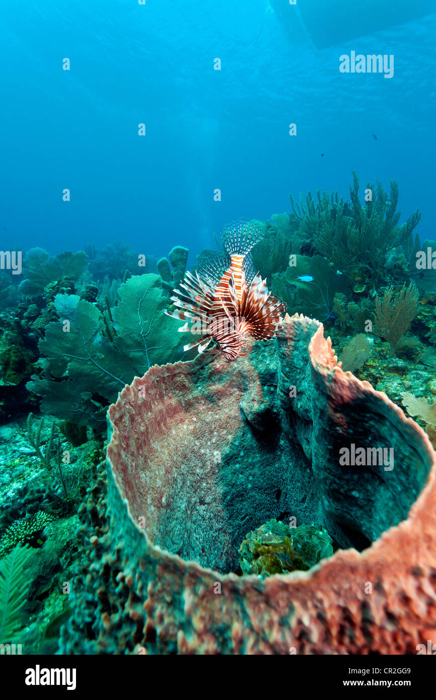 Poisson-papillon rouge (Pterois volitans) au large de la côte de Roatan Honduras Banque D'Images