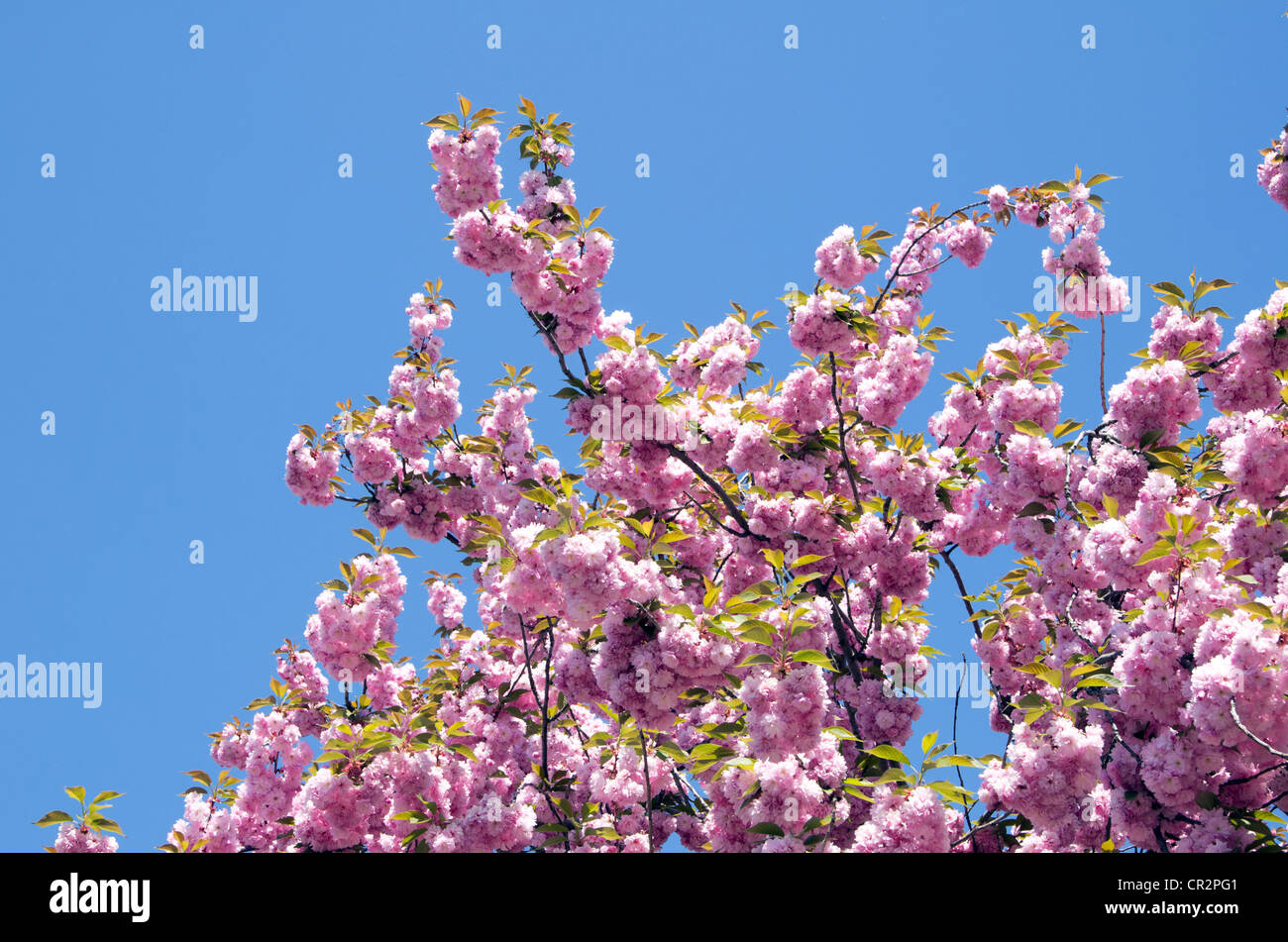 Gros plan sur la fleur de cerisier de printemps Banque D'Images