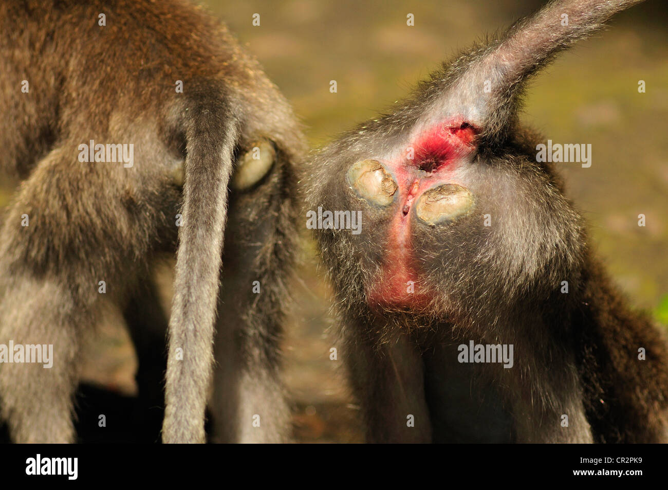 Macaque à longue queue Macaca fascicularis, Passereau, forêt des singes d'Ubud, Ubud, Bali, Indonésie, Asie Banque D'Images
