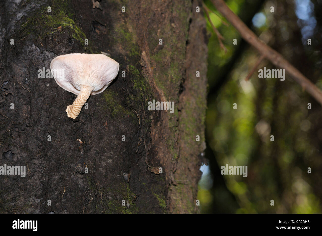 Champignon parasite sur le côté de l'arbre vivant, Costa Rica Banque D'Images