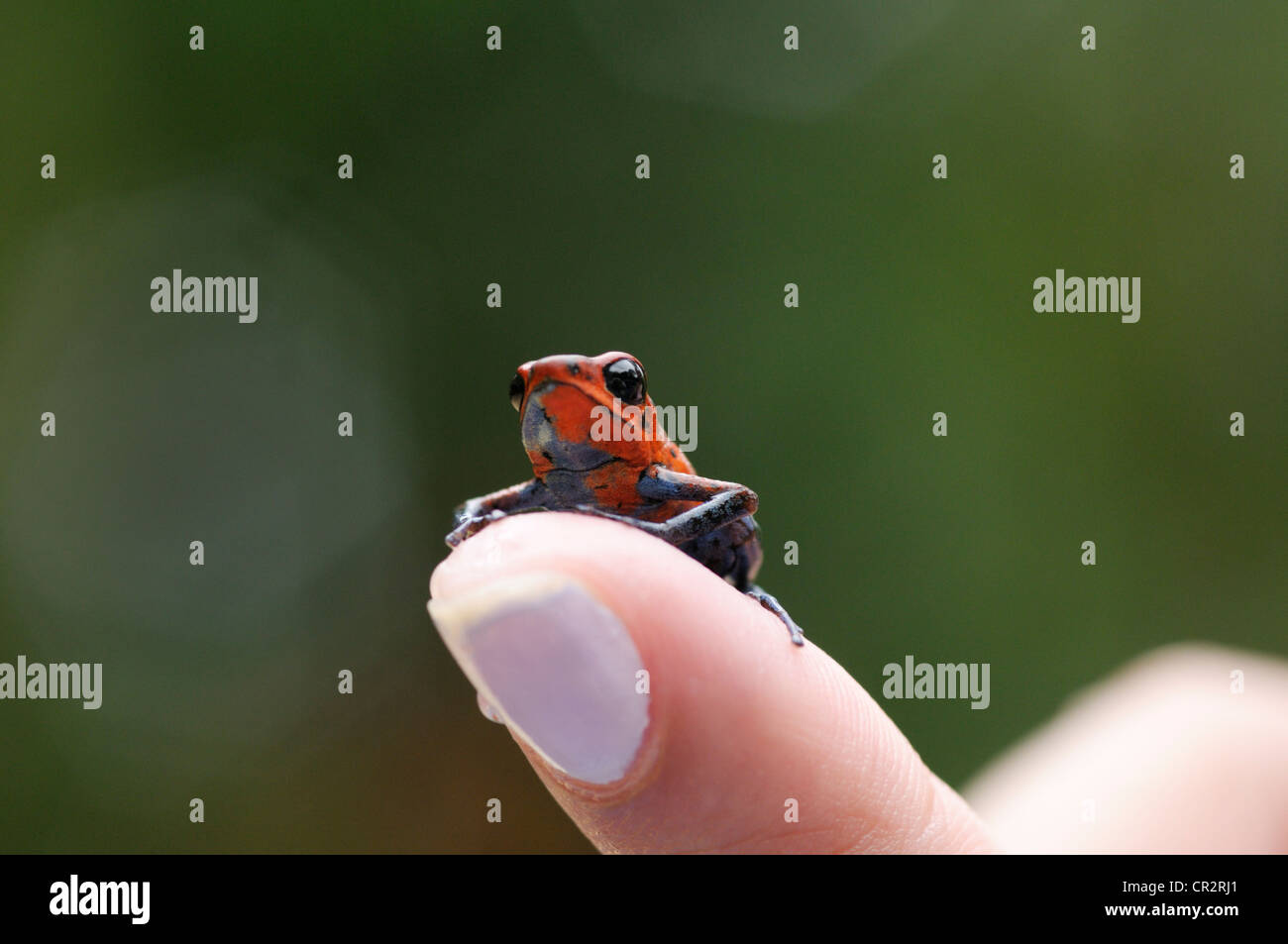 Strawberry poison frog, dendrobates pumilio, sur un doigt de la jeune fille Banque D'Images