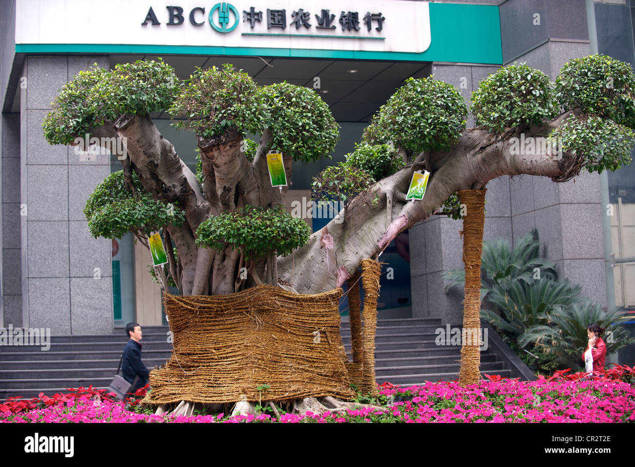 Un vieil arbre est injecté avec du liquide nutritif après avoir été déplacé de campagne à Chongqing, Chine. 2011 Banque D'Images