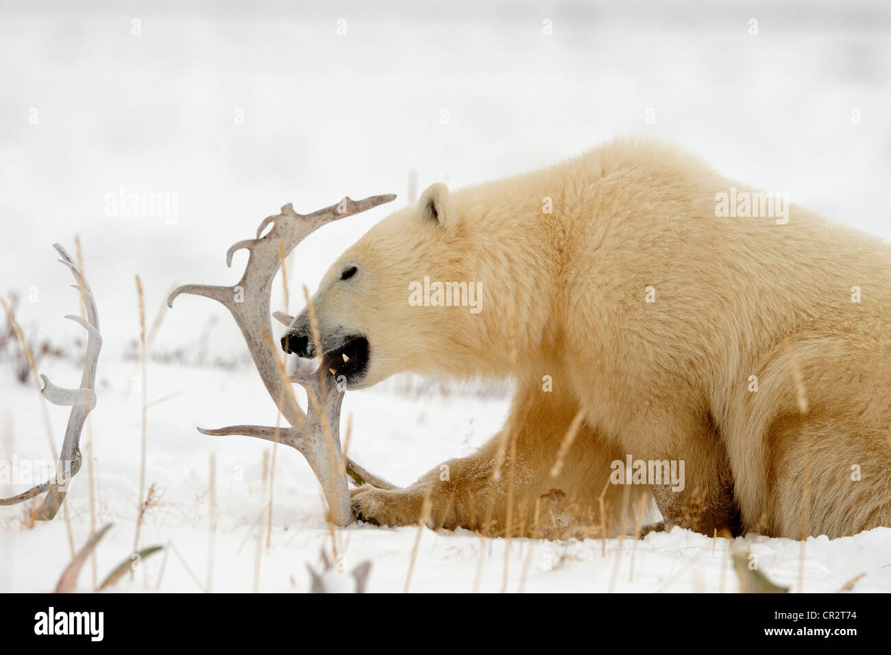 L'ours polaire (Ursus maritimus) Mâcher de bois de caribou le long de la Baie d'Hudson, des rives de la rivière Seal Heritage Lodge, à Churchill au Manitoba, Canada Banque D'Images