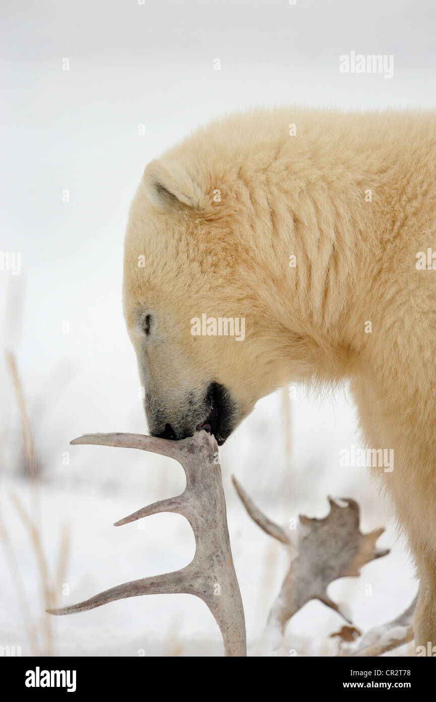 L'ours polaire (Ursus maritimus) Mâcher de bois de caribou le long de la Baie d'Hudson, des rives de la rivière Seal Heritage Lodge, à Churchill au Manitoba, Canada Banque D'Images