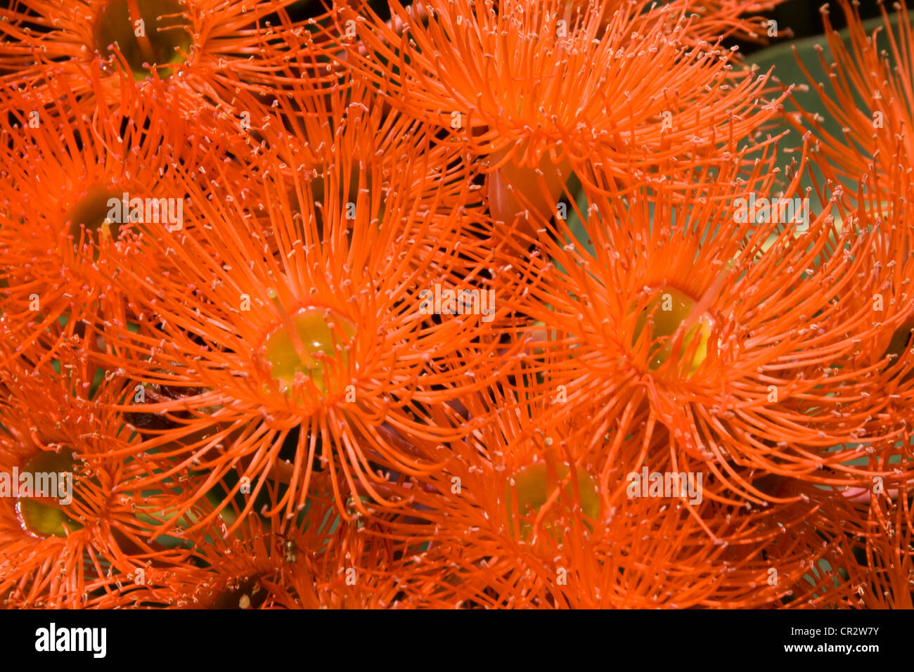 La floraison de la gomme, Close up of flowers Banque D'Images