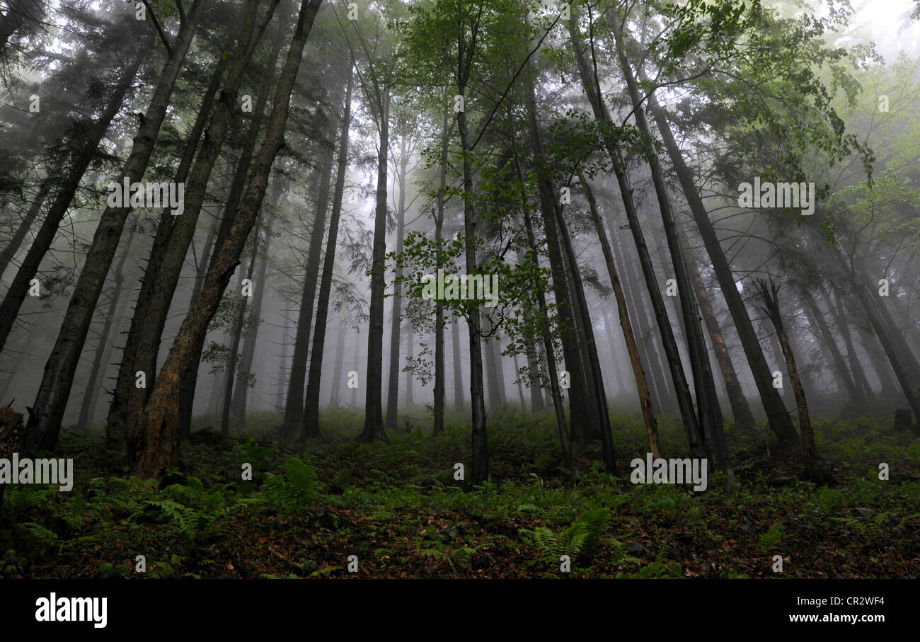 En forêt brumeuse Babiogorski Parc National. Pologne Banque D'Images