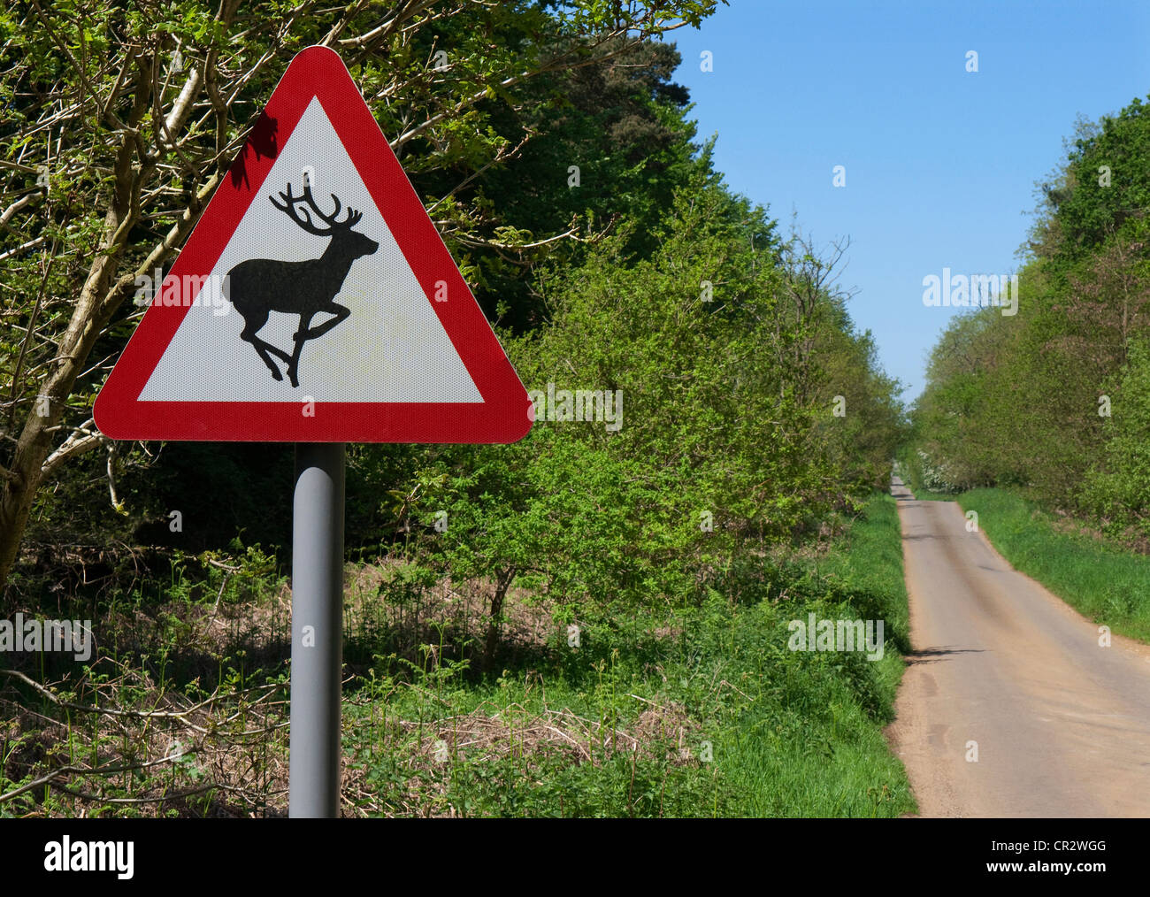 Panneau d'avertissement de cerfs, la forêt de Thetford, Norfolk, Angleterre Banque D'Images