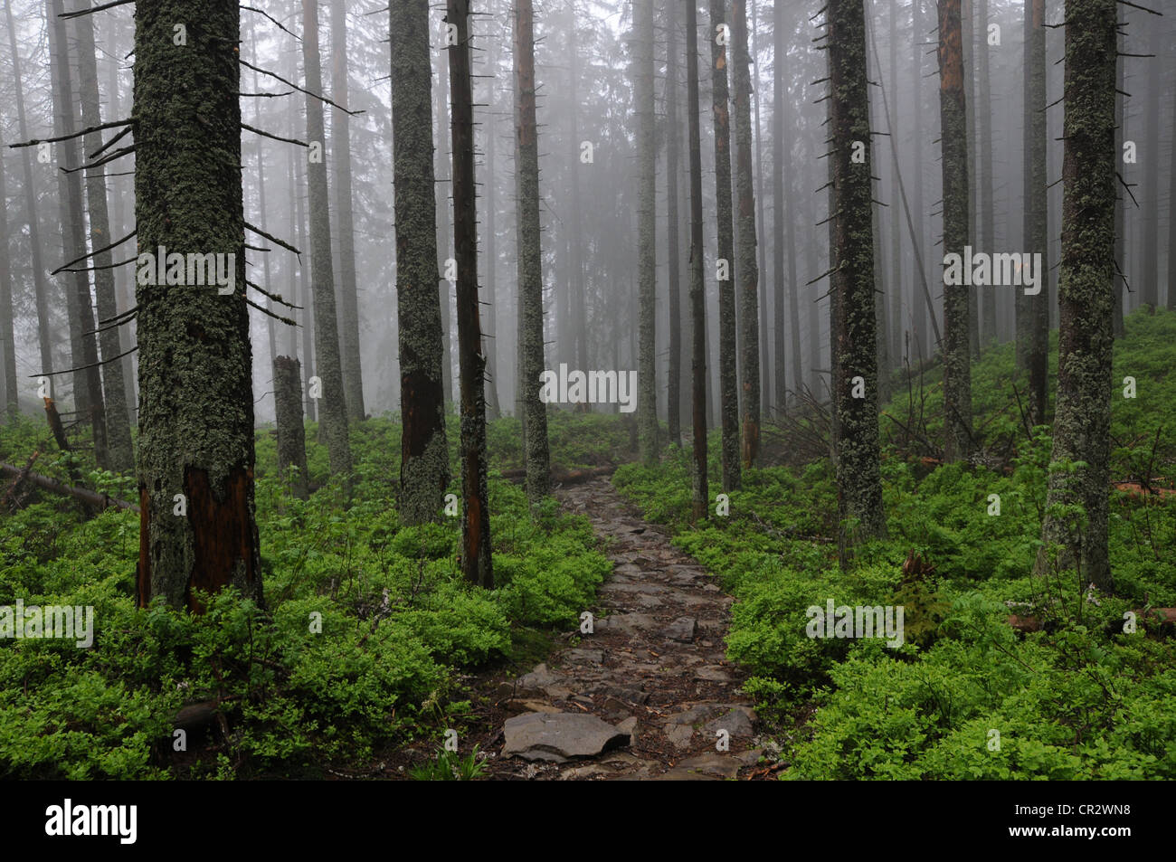 En forêt brumeuse Babiogorski Parc National. Pologne Banque D'Images