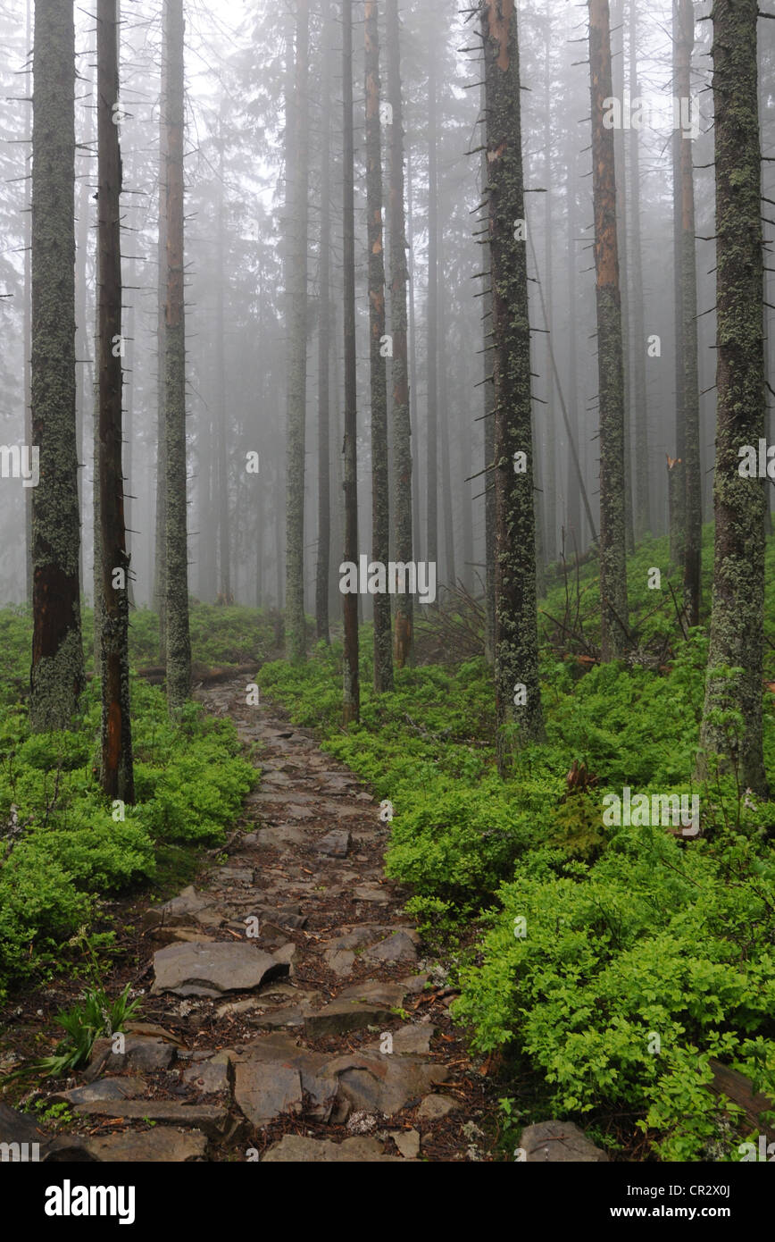 En forêt brumeuse Babiogorski Parc National. Pologne Banque D'Images
