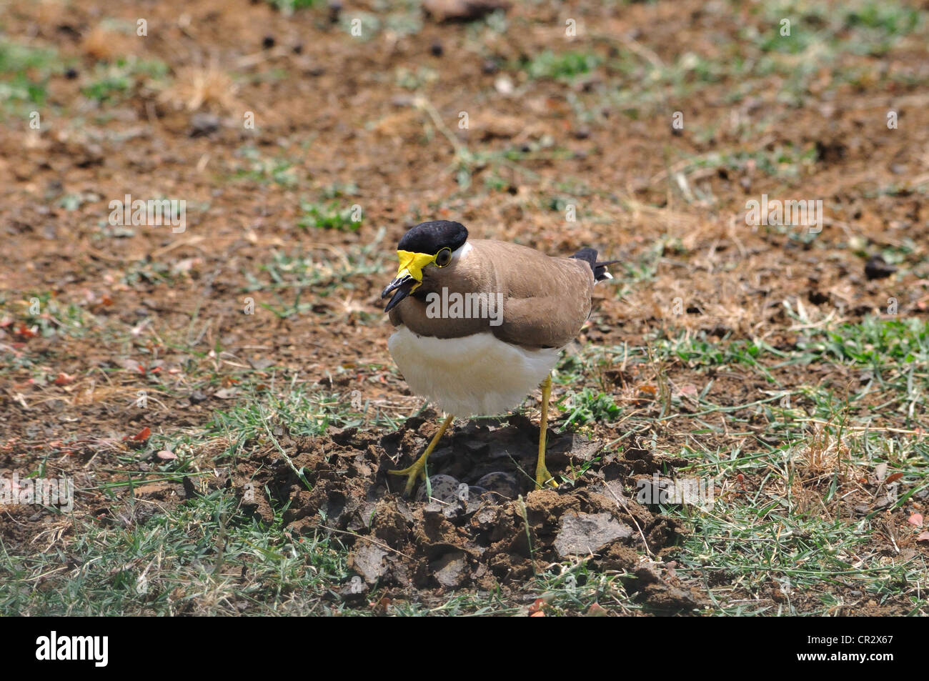Yellow-Wattled ( sociable Vanellus malabaricus ) Banque D'Images