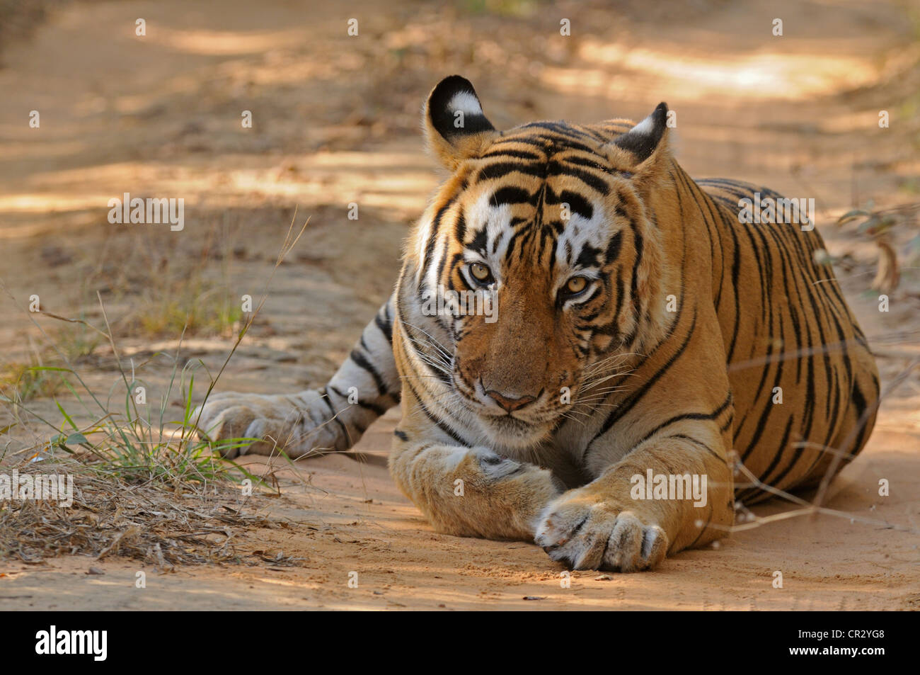 Homme tigre (Panthera tigris) dans l'habitat de feuillus sèches de la Réserve de tigres de Ranthambore, parc national de Ranthambore, Rajasthan Banque D'Images