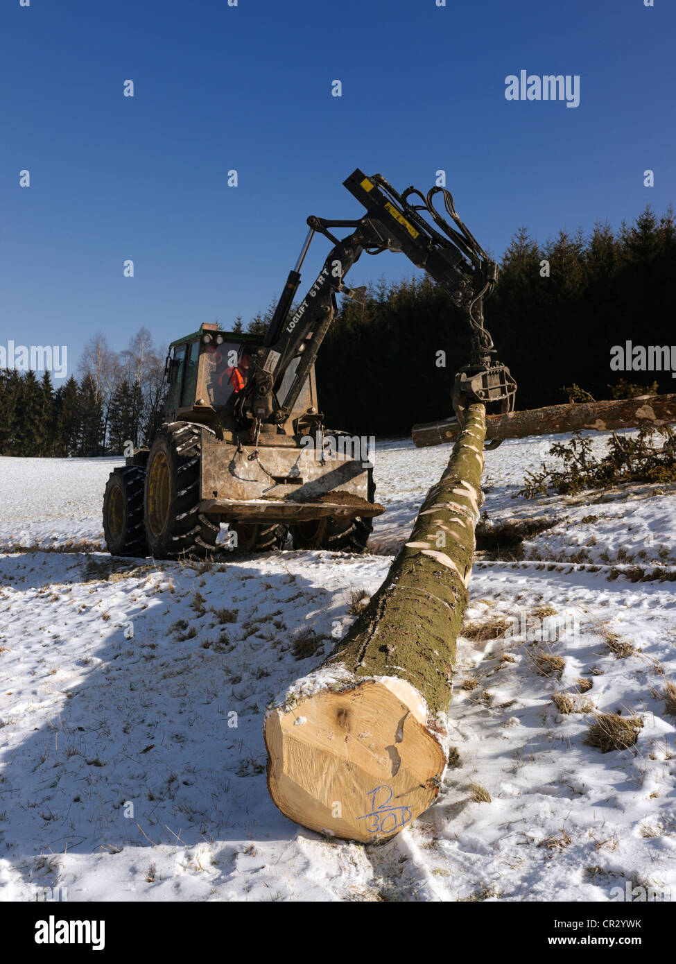 L'exploitation forestière, le bois abattu en cours de traitement en bois d'œuvre, Freiburg, forêt noire, Bade-Wurtemberg, Allemagne, Europe, publicground Banque D'Images