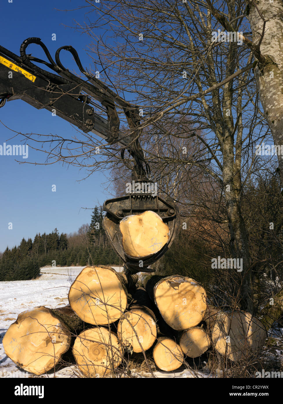 L'exploitation forestière, le bois abattu en cours de traitement en bois d'œuvre, Freiburg, forêt noire, Bade-Wurtemberg, Allemagne, Europe, publicground Banque D'Images