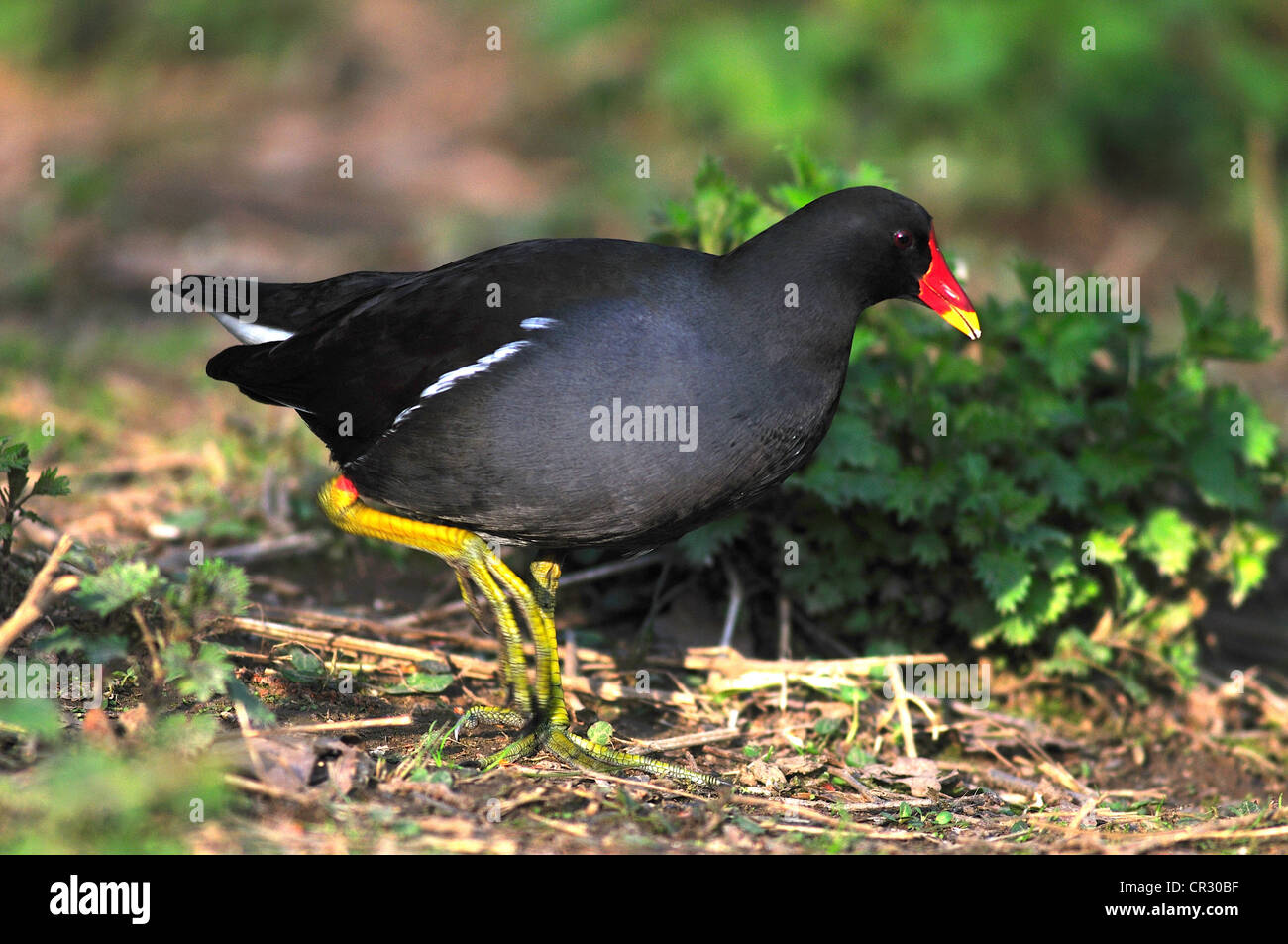 Gallinule poule-d'adultes au début du printemps. Dorset, UK Mars 2011 Banque D'Images