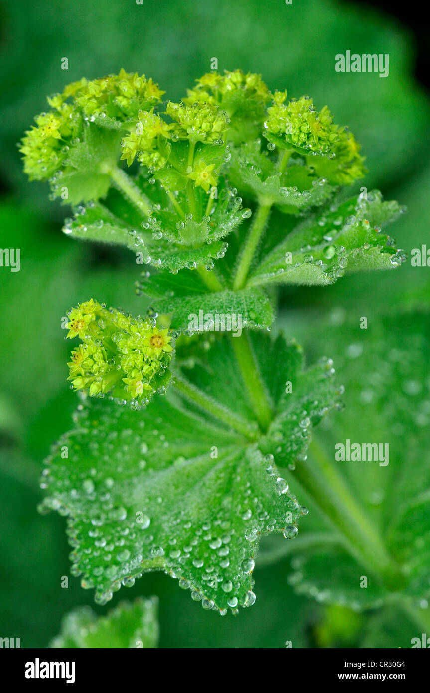 Alchémille vivace fleur jardin Banque D'Images