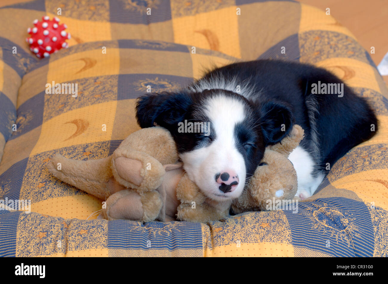 Border Collie, chiot, couché sur un chien en peluche sur un lit, endormi Banque D'Images