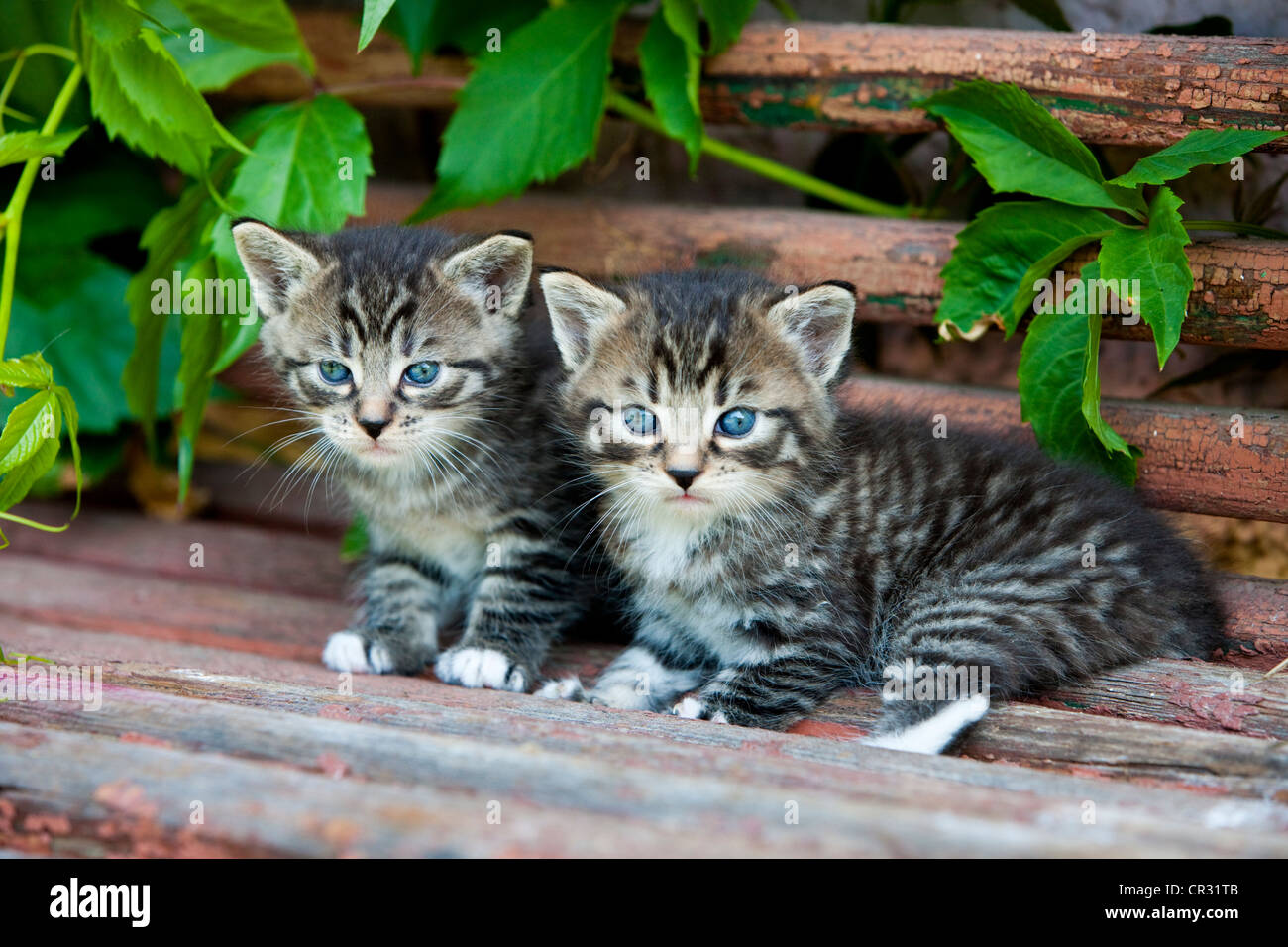 Deux chatons tigrés gris, assis sur un banc en bois, Tyrol du Nord, l'Autriche, Europe Banque D'Images