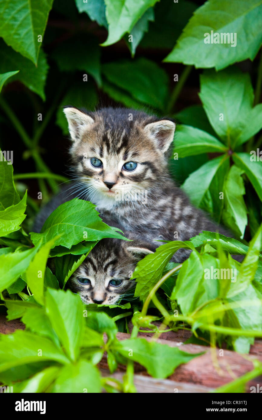 Deux chatons tigrés gris, Tyrol du Nord, l'Autriche, Europe Banque D'Images