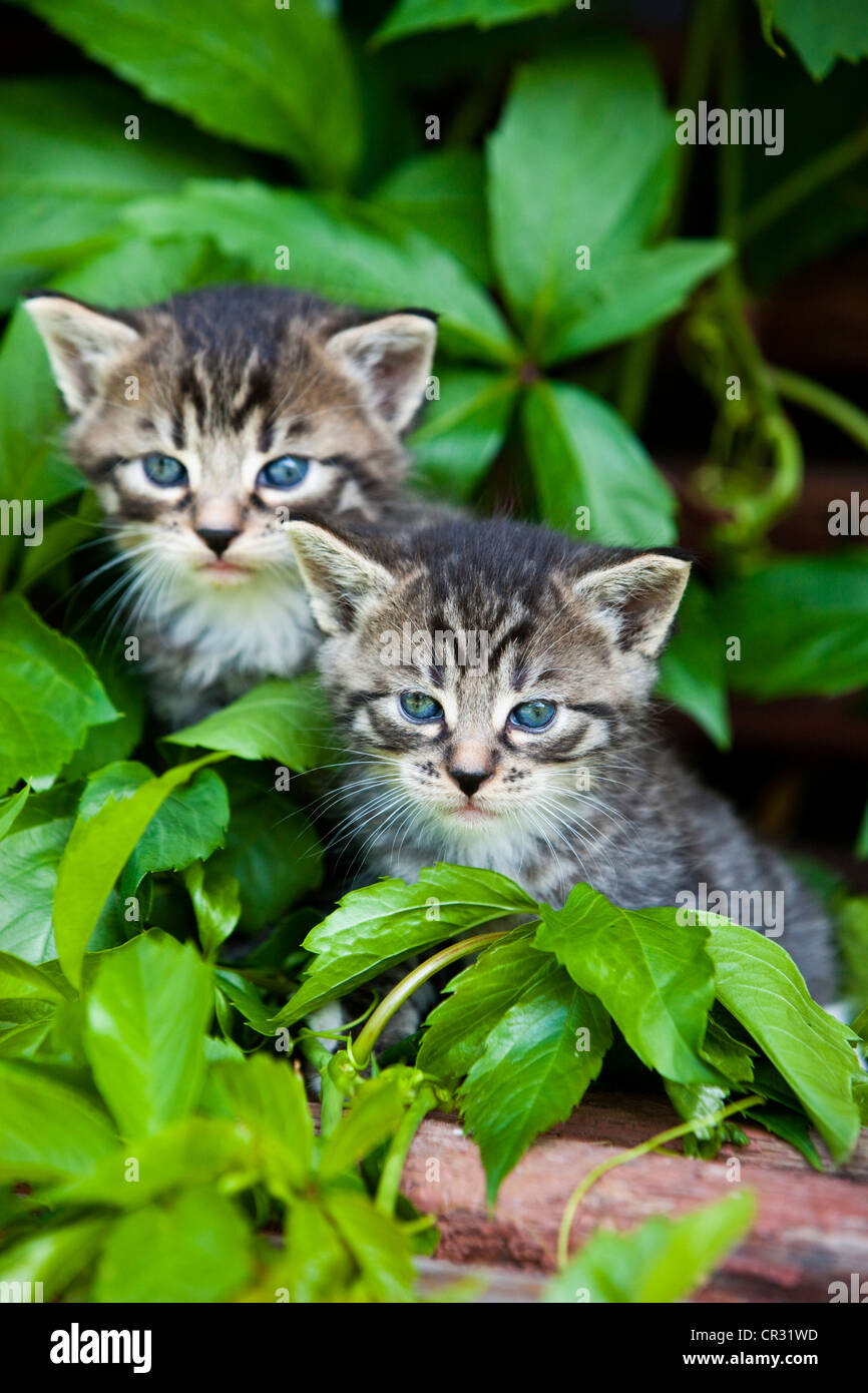 Deux chats domestiques tabby gris, chatons, Tyrol du Nord, l'Autriche, Europe Banque D'Images