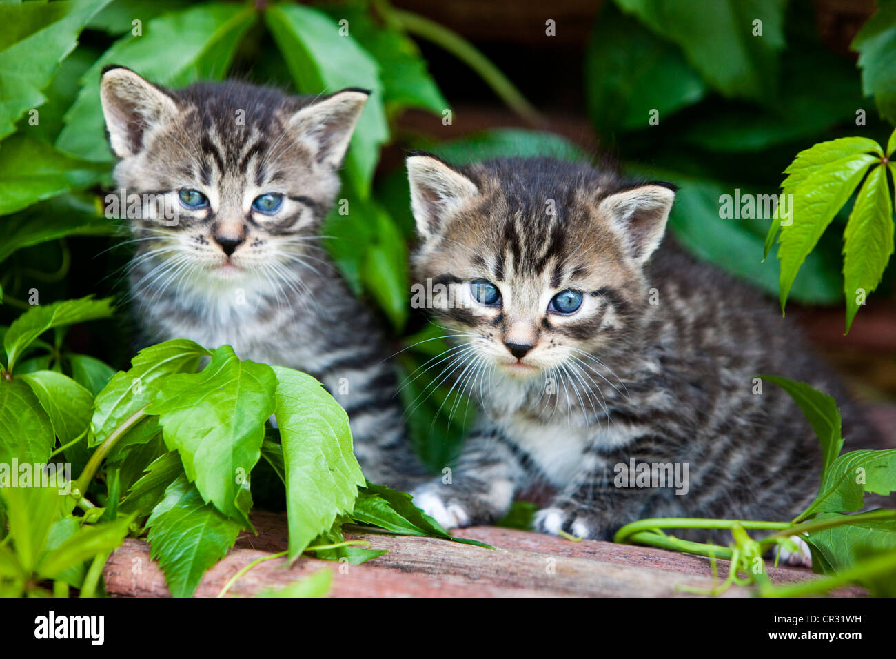 Deux chats domestiques tabby gris, chatons, Tyrol du Nord, l'Autriche, Europe Banque D'Images