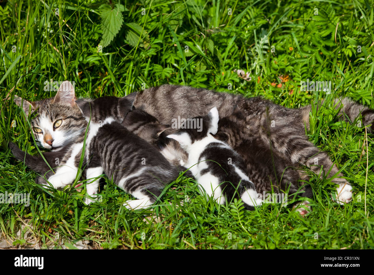 Chat domestique tigré gris suckling ses chatons en position couchée dans l'herbe, Tyrol du Nord, l'Autriche, Europe Banque D'Images