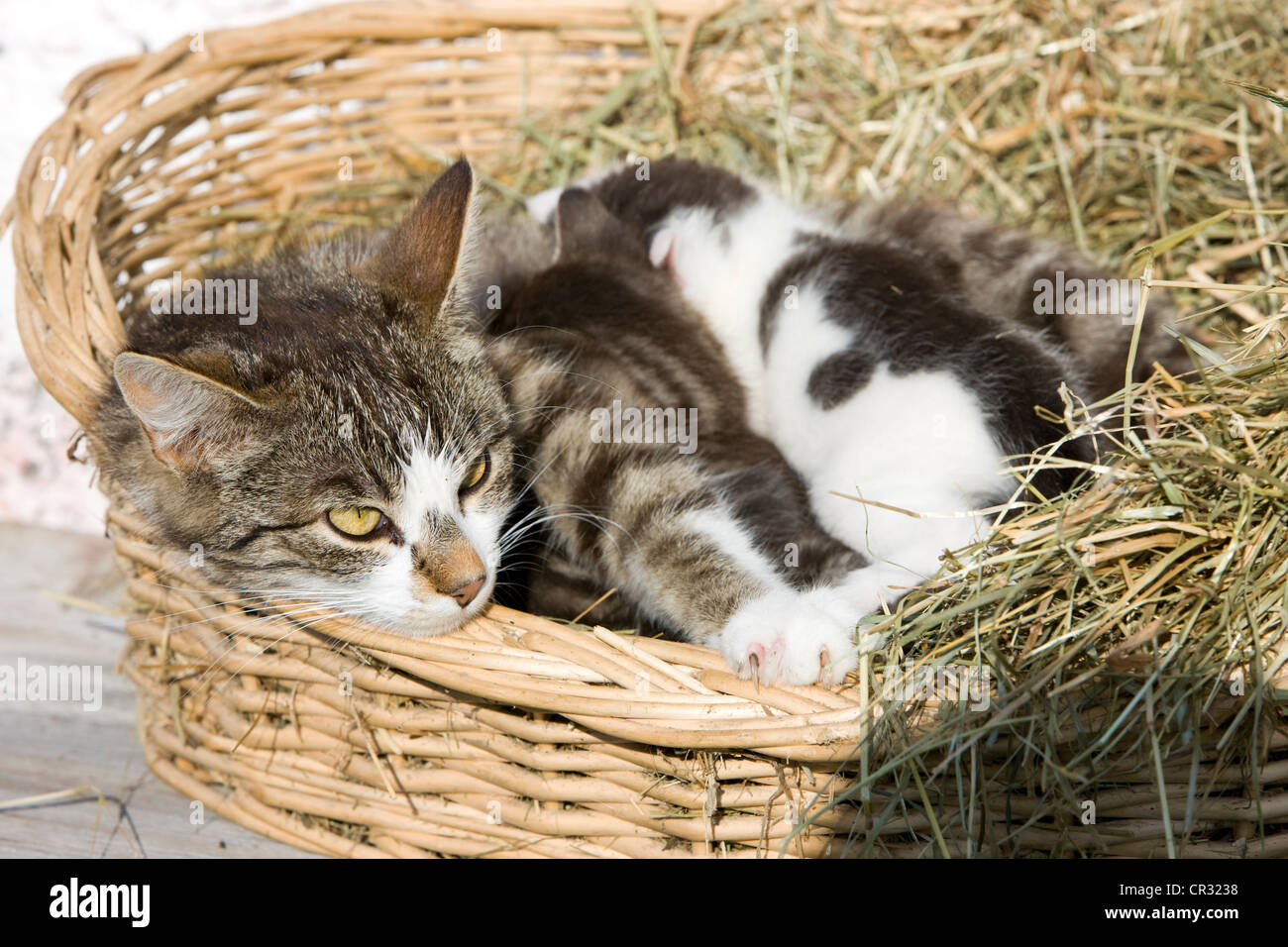 Chat domestique tigré gris couché dans un panier avec des chatons, Tyrol du Nord, l'Autriche, Europe Banque D'Images