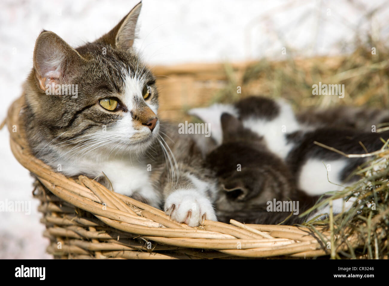 Chat domestique tigré gris couché dans un panier avec des chatons, Tyrol du Nord, l'Autriche, Europe Banque D'Images