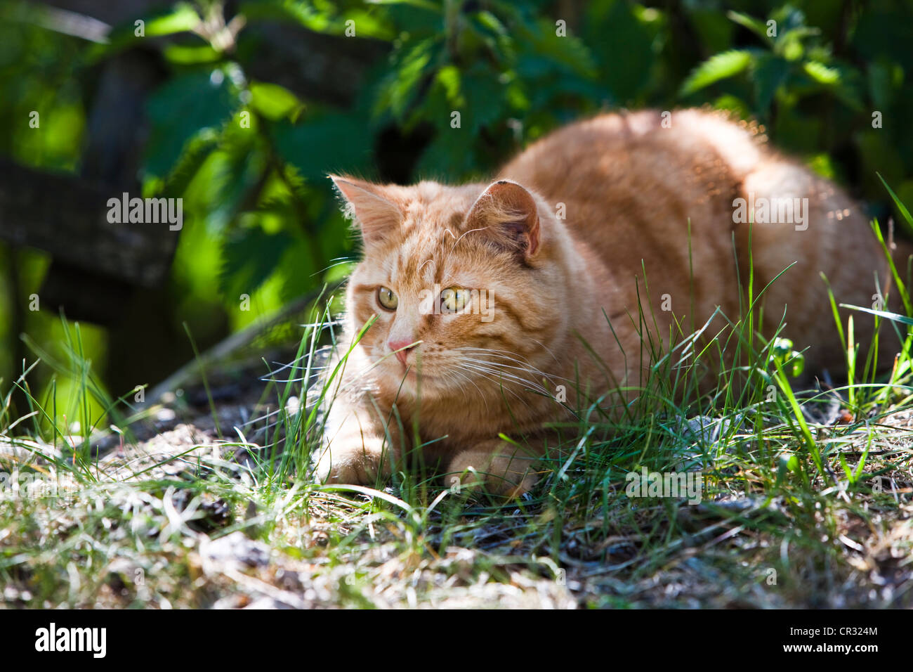 Red tabby chat domestique allongé dans l'herbe avec le rétroéclairage, l'Amérique du Tyrol, Autriche, Europe Banque D'Images