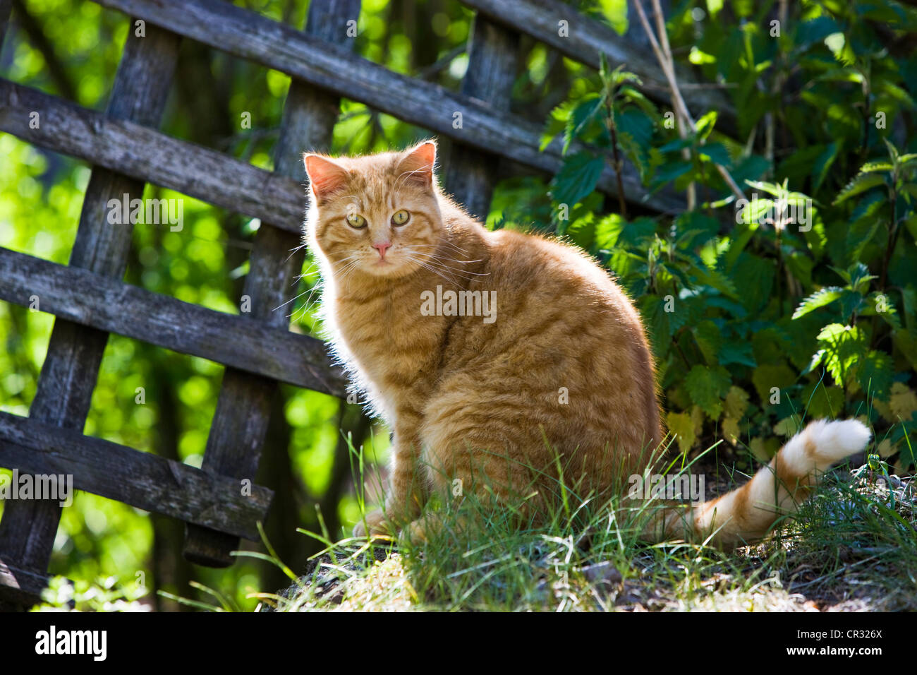Red tabby chat domestique assis sur une clôture en bois avec rétroéclairage, Tyrol du Nord, l'Autriche, Europe Banque D'Images