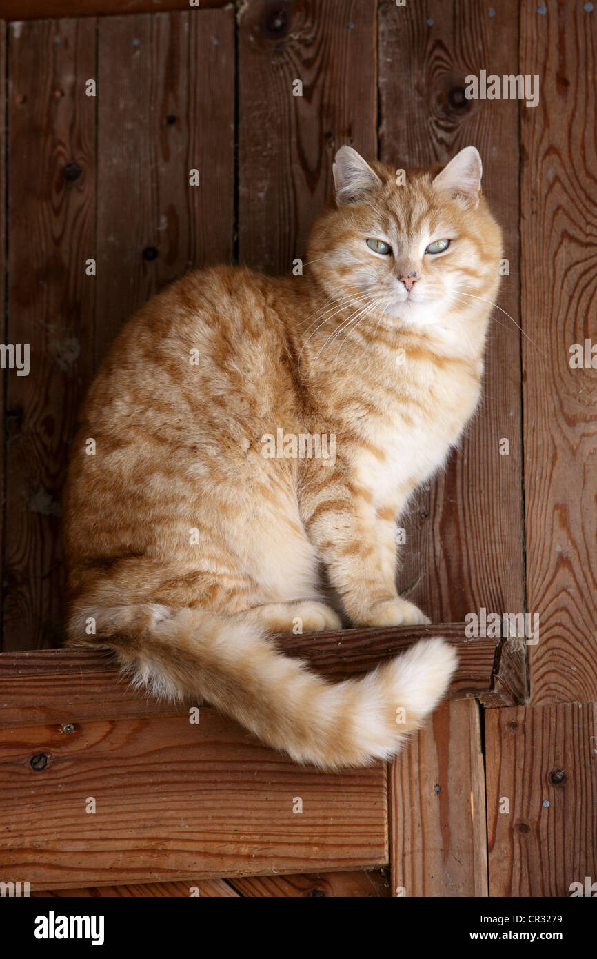 Red tabby chat domestique assis sur un cadre de porte en bois du Nord, Tyrol, Autriche, Europe Banque D'Images