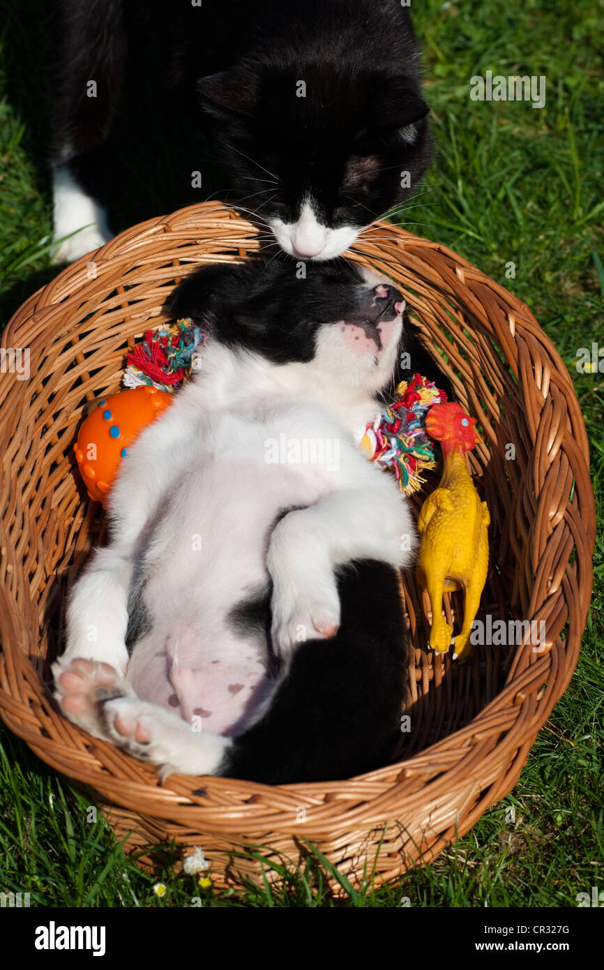 Le noir et blanc chat domestique sniffer un Border Collie chiot qui dort dans un panier, Tyrol du Nord, l'Autriche, Europe Banque D'Images