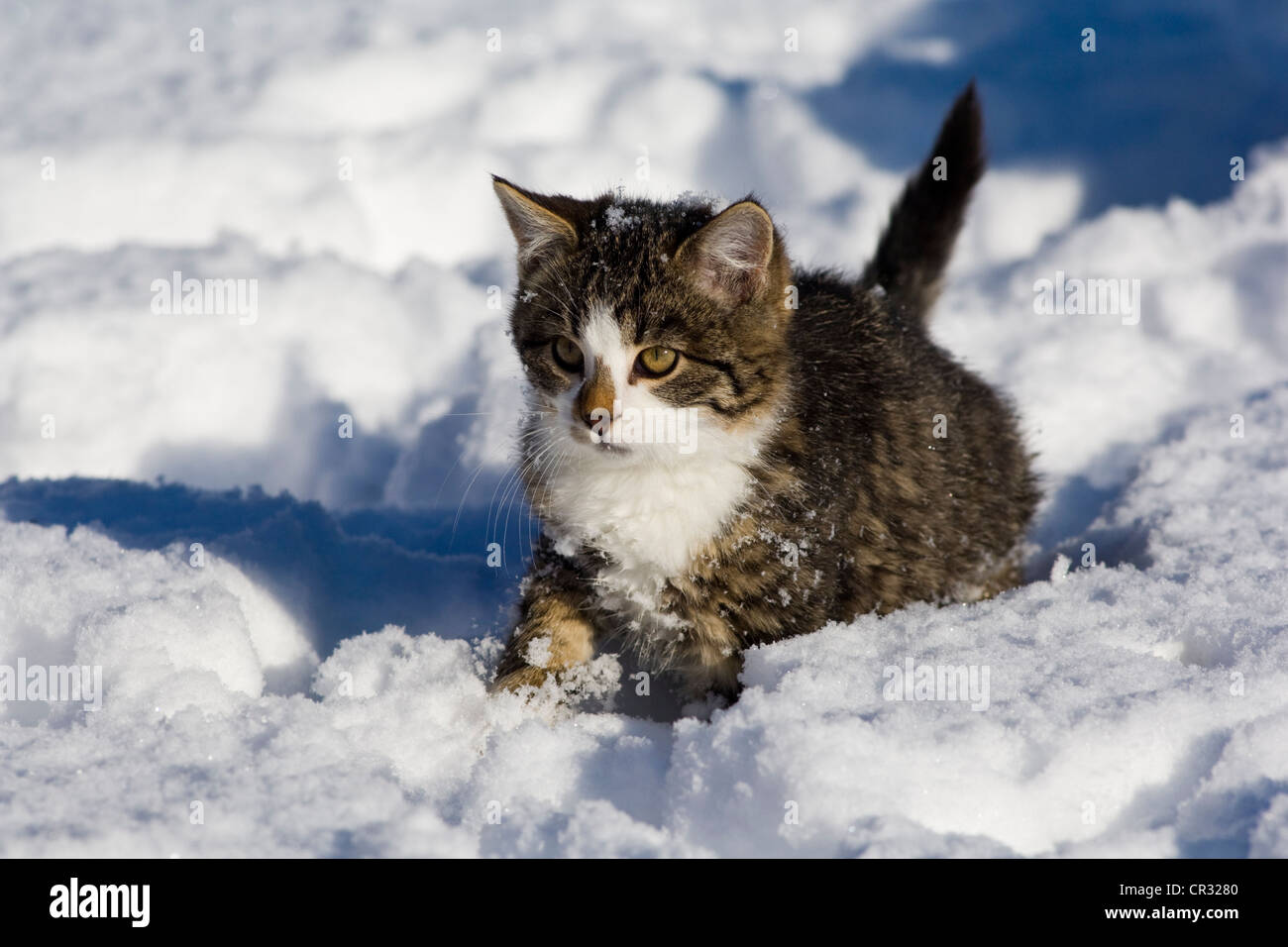 Jeune chat domestique tigré gris dans la neige du Nord, Tyrol, Autriche, Europe Banque D'Images