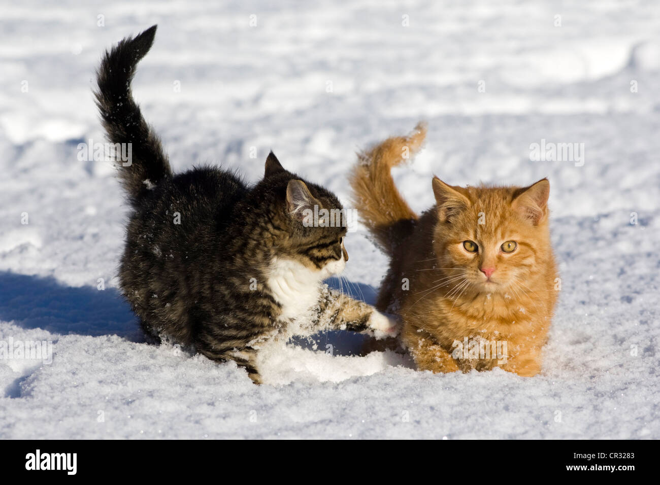 Les jeunes rouge et gris tabby les chats domestiques dans la neige du Nord, Tyrol, Autriche, Europe Banque D'Images