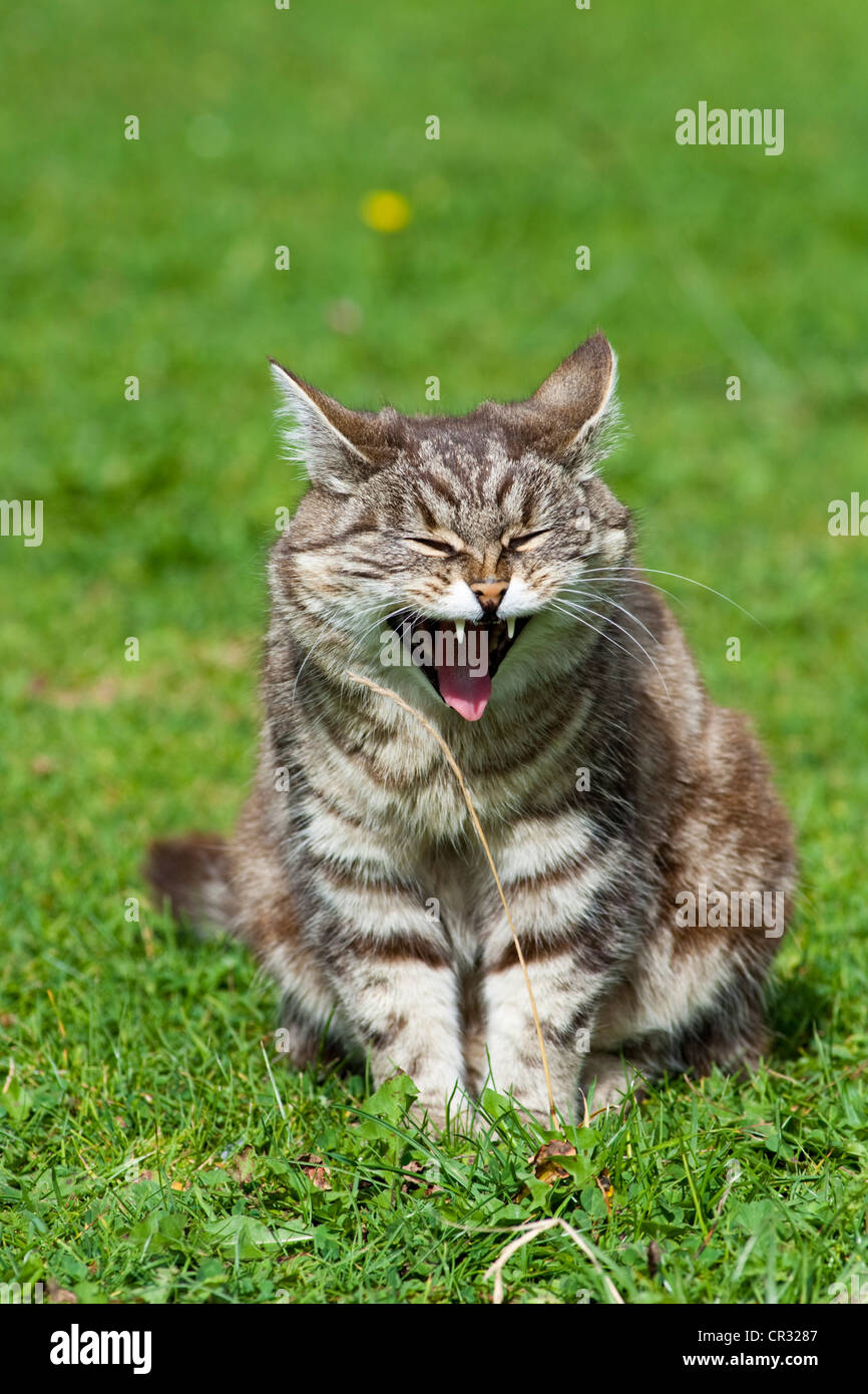 Tabby chat domestique le bâillement, Tyrol du Nord, l'Autriche, Europe Banque D'Images