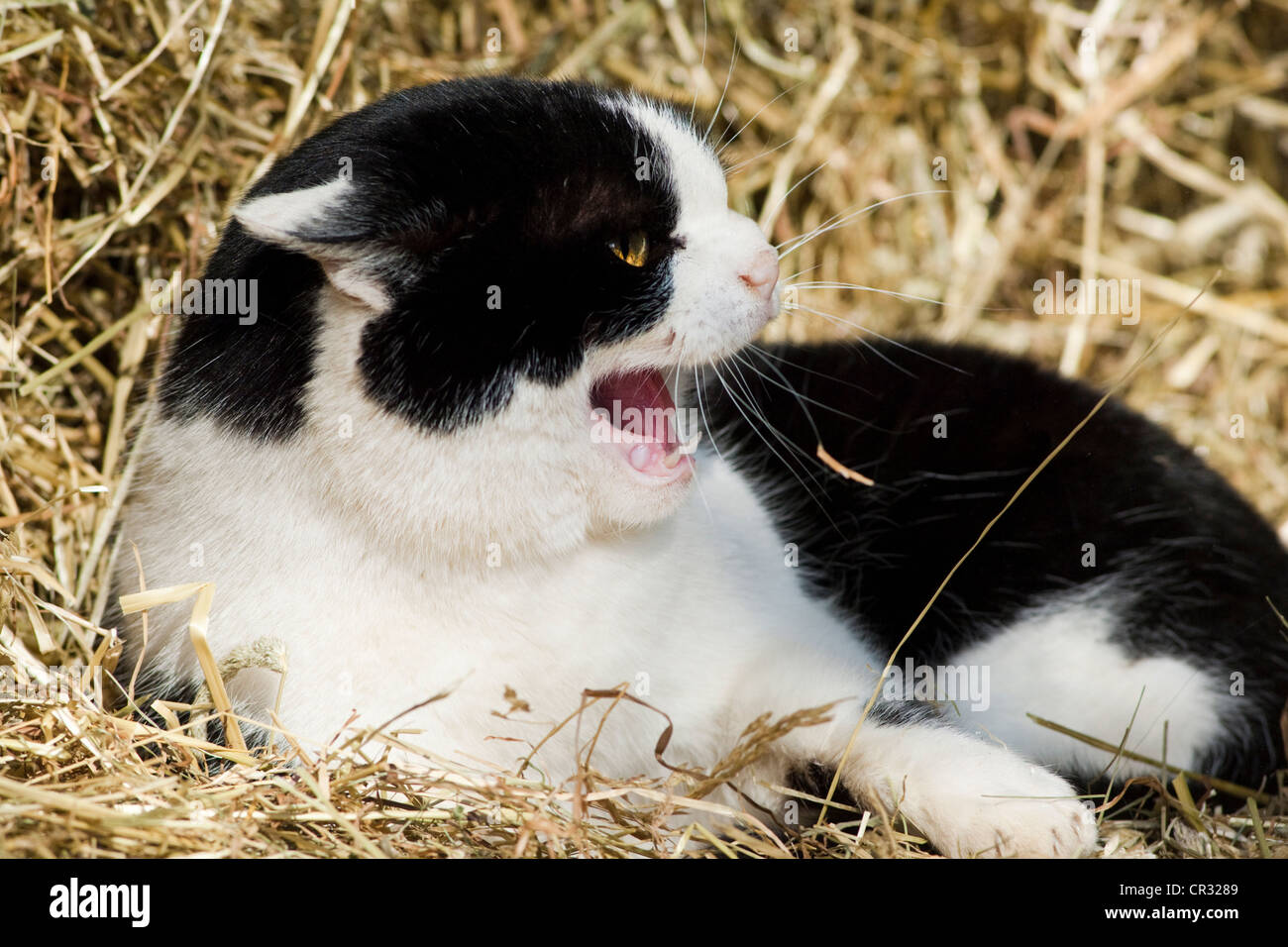 Chat domestique noir et blanc couché dans le foin et sifflant, l'Amérique du Tyrol, Autriche, Europe Banque D'Images