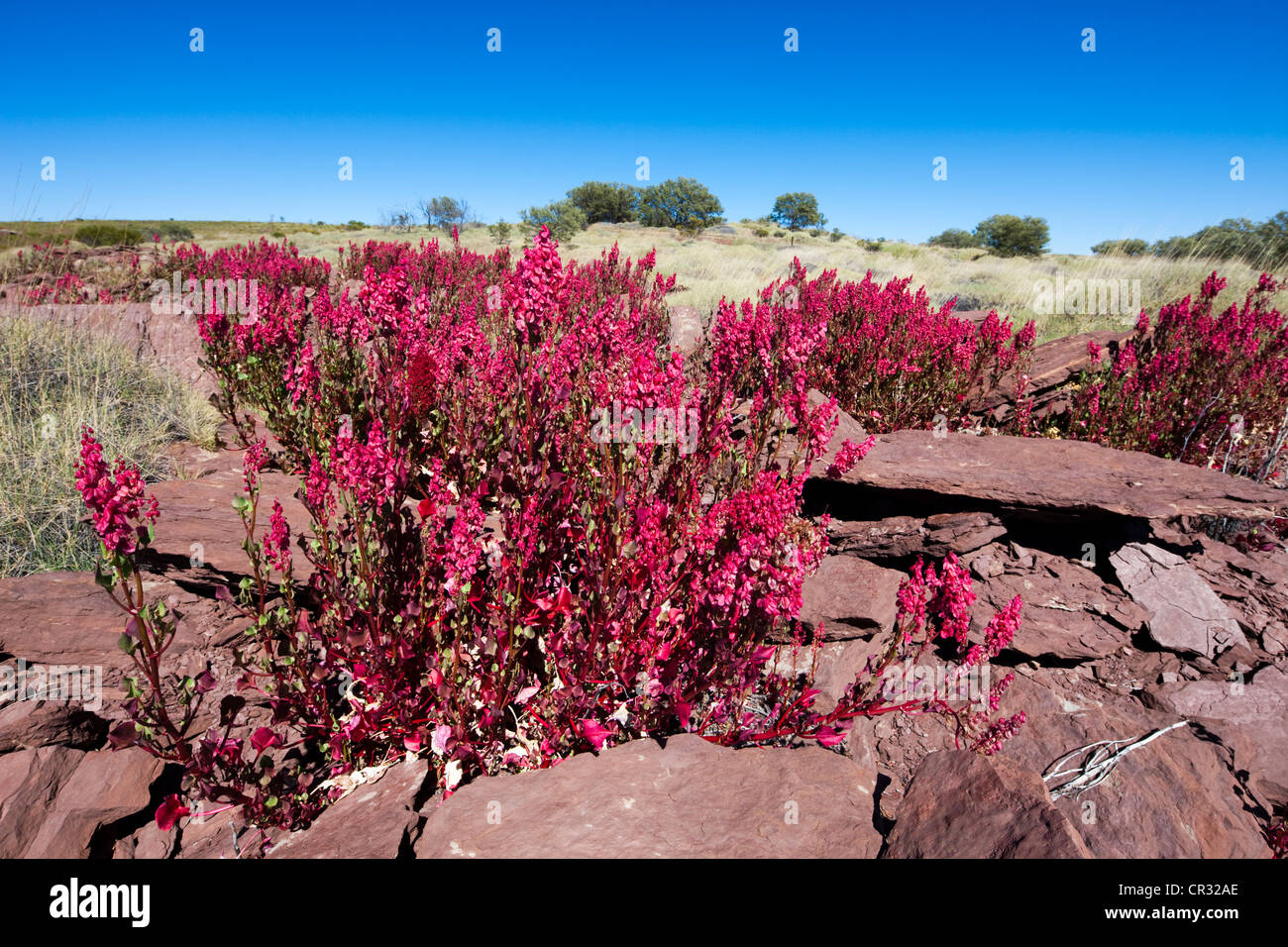 Fleurs dans l'outback après la pluie, le Territoire du Nord, Australie Banque D'Images