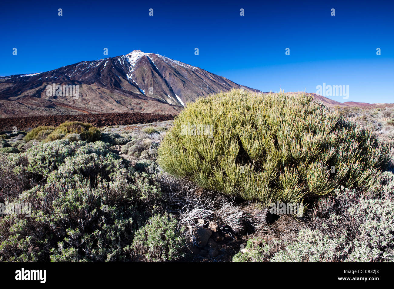 Volcan Teide dans le Parc National du Teide, UNESCO World Heritage Site, Tenerife, Canaries, Espagne, Europe Banque D'Images