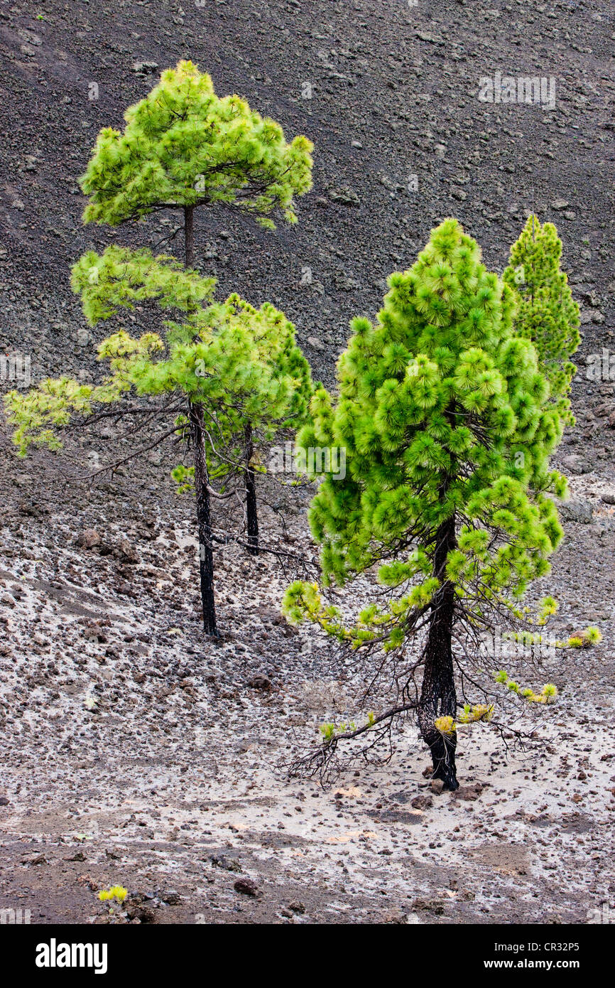 Les jeunes pins qui poussent sur la roche volcanique dans le Parc National du Teide, UNESCO World Heritage Site, Tenerife, Îles Canaries Banque D'Images