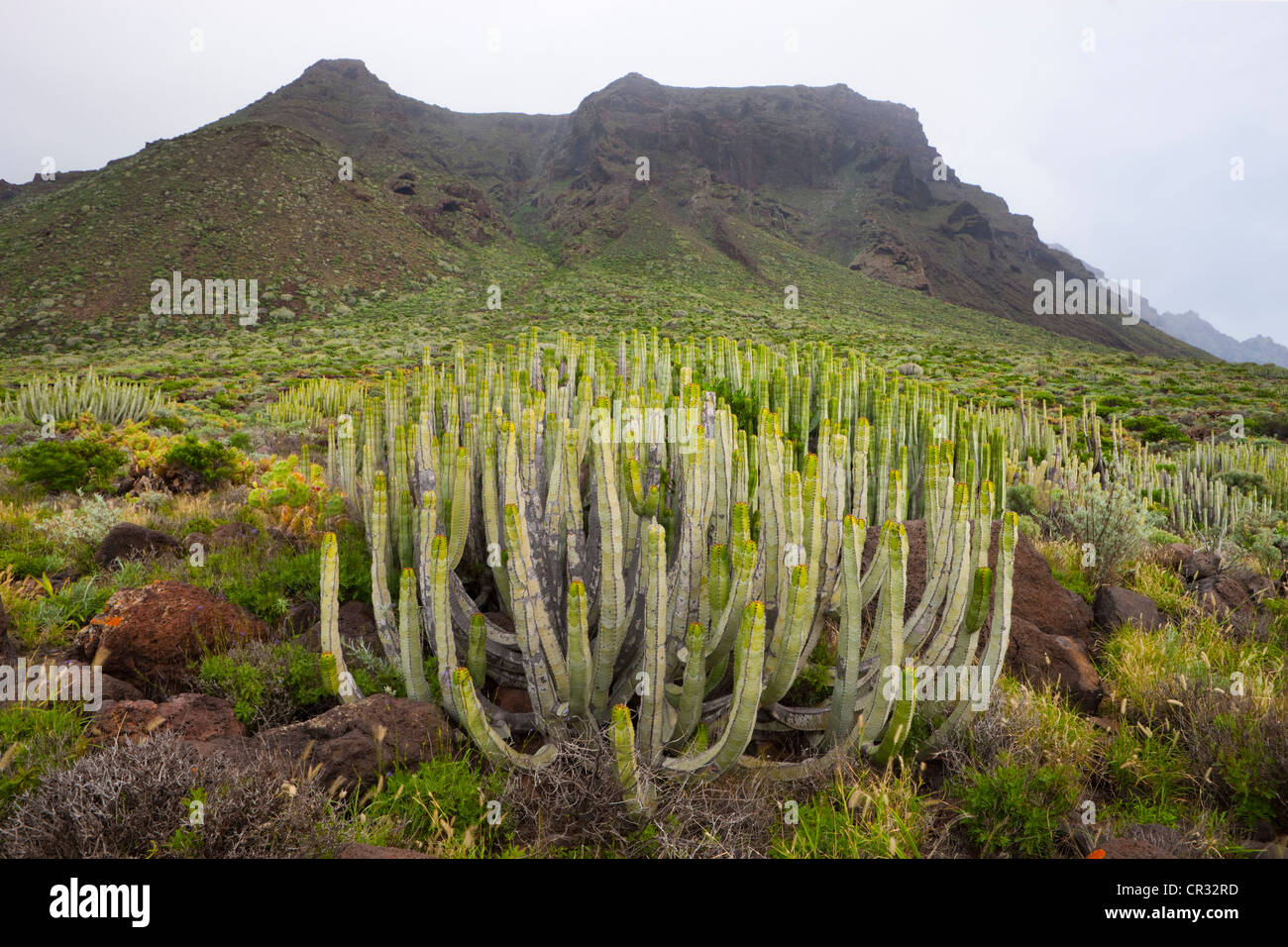 Les cactus à Punta de Teno, Tenerife, Canaries, Espagne, Europe Banque D'Images