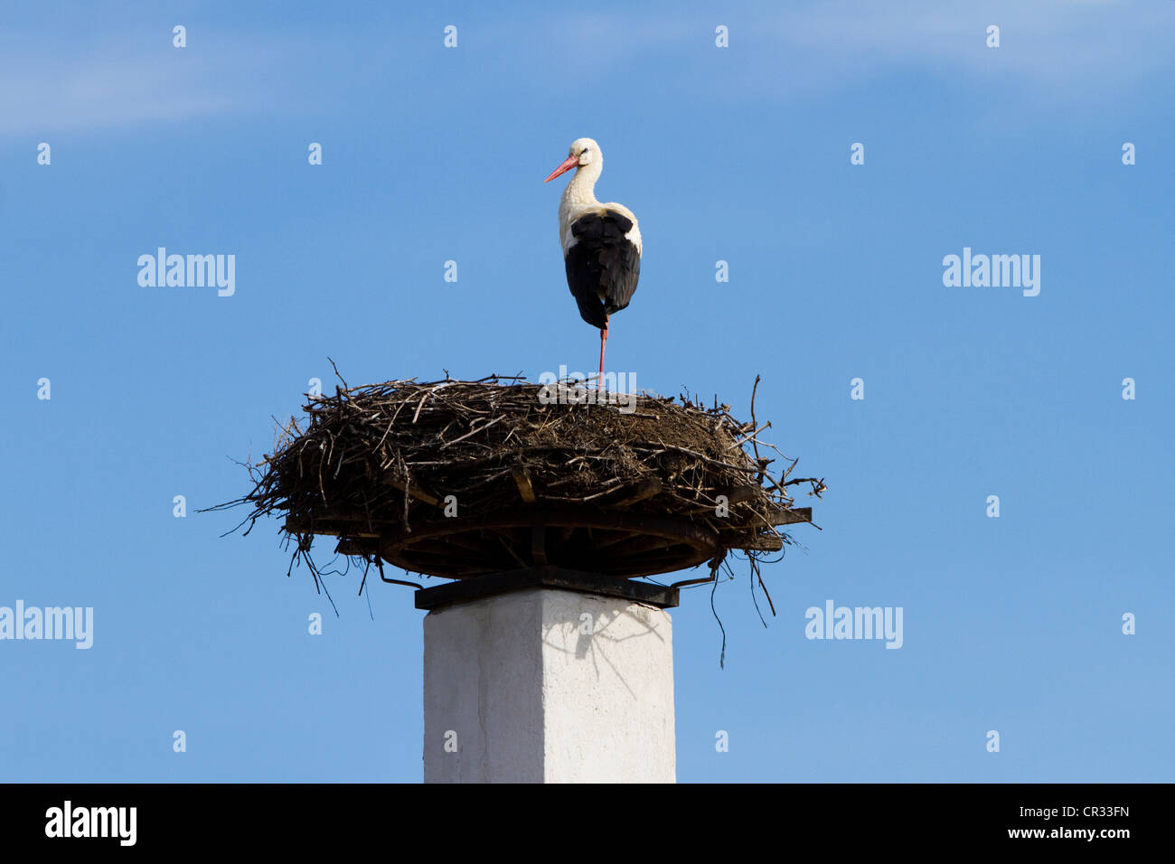 Cigogne Blanche (Ciconia ciconia) sur la reproduction d'une cheminée, le lac de Neusiedl Parc National, Seewinkel, Burgenland, Autriche, Europe Banque D'Images