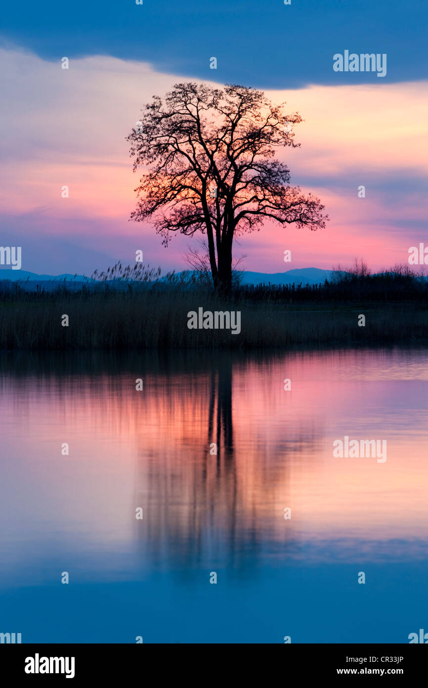 Sur le lac arbre Warmsee au coucher du soleil, le lac de Neusiedl Parc National, Seewinkel, Burgenland, Autriche, Europe Banque D'Images