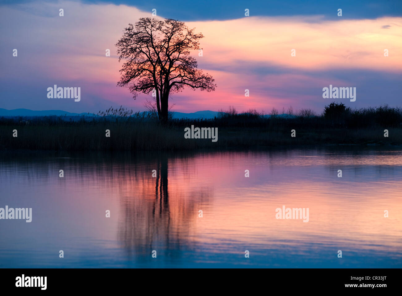 Sur le lac arbre Warmsee au coucher du soleil, le lac de Neusiedl Parc National, Seewinkel, Burgenland, Autriche, Europe Banque D'Images